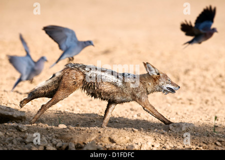 Jackal Blackbacked (Canis mesomelas) a Caccia di colombe, Kgalagadi Parco transfrontaliero, Sud Africa e Africa Foto Stock