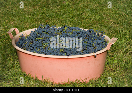 Il grande bacino di uve rosse harvest pronto per iniziare la produzione di vino Foto Stock