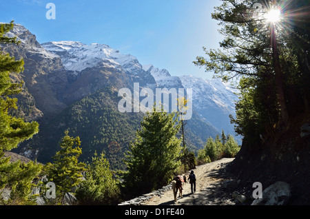 Marsyangdi River Valley, Annapurna Area di Conservazione, Gandaki, Regione Occidentale (Pashchimanchal), Nepal, Himalaya, Asia Foto Stock