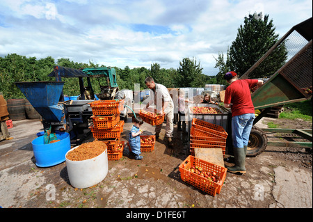 Una famiglia di costruttori di sidro di mele di miscelatura prima della pressatura a Broome Agriturismo vicino a Ross-on-Wye Regno Unito dove si trova il campeggio libero e tasti Foto Stock