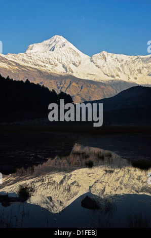 Dhaulagiri Himal visto da Titi, Annapurna Area di Conservazione, Dhawalagiri (Dhaulagiri), Regione Occidentale (Pashchimanchal), Nepal Foto Stock