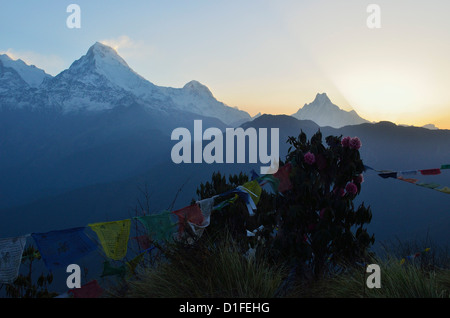 Catena Hannapurna visto da Poon Hill, Annapurna Area di Conservazione, Dhawalagiri, Regione Occidentale (Pashchimanchal), Nepal Foto Stock