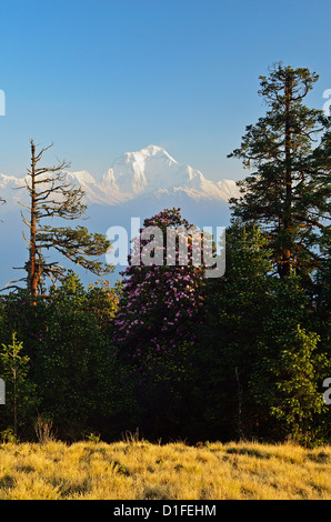 Rododendri e Dhaulagiri Himal visto da Poon Hill, Annapurna Area di Conservazione, Dhawalagiri, Pashchimanchal, Nepal Foto Stock
