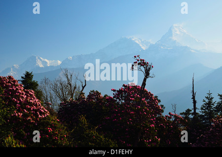 Rododendri ed Annapurna Himal visto da Poon Hill, Annapurna Area di Conservazione, Dhawalagiri, Pashchimanchal, Nepal Foto Stock