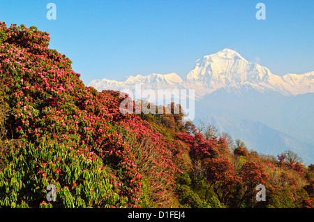 Rododendri e Dhaulagiri Himal visto da Poon Hill, Annapurna Area di Conservazione, Dhawalagiri, Pashchimanchal, Nepal Foto Stock