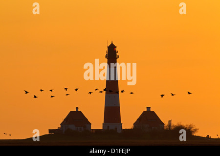 Stormo di oche facciabianca e faro Westerheversand al tramonto, Westerhever, Frisia settentrionale, Schleswig-Holstein, Germania Foto Stock