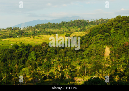 La foresta pluviale e campi, Senaru, Lombok, Indonesia, Asia sud-orientale, Asia Foto Stock