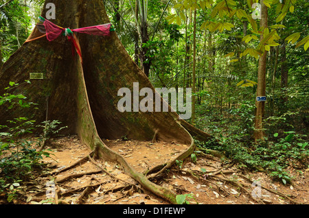 La foresta pluviale, Tiger tempio nella grotta (Wat Tham Suea), Provincia di Krabi, Thailandia, Sud-est asiatico, in Asia Foto Stock