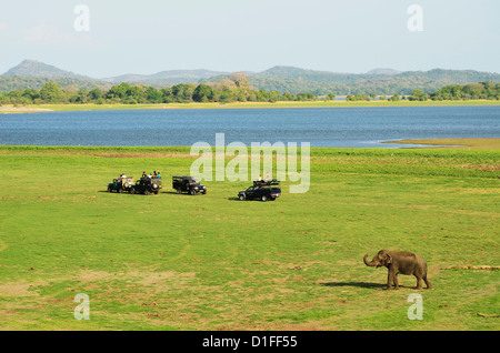 Il governo dello Sri Lanka elephant (Elephas maximus maximus), Minneriya National Park, Sri Lanka, Asia Foto Stock