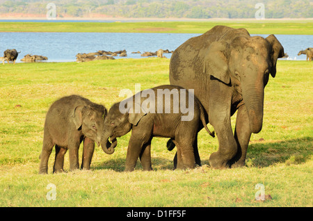 Il governo dello Sri Lanka elephant (Elephas maximus maximus), Minneriya National Park, Sri Lanka, Asia Foto Stock