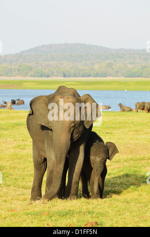 Il governo dello Sri Lanka elephant (Elephas maximus maximus), Minneriya National Park, Sri Lanka, Asia Foto Stock