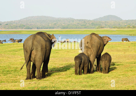 Il governo dello Sri Lanka elephant (Elephas maximus maximus), Minneriya National Park, Sri Lanka, Asia Foto Stock