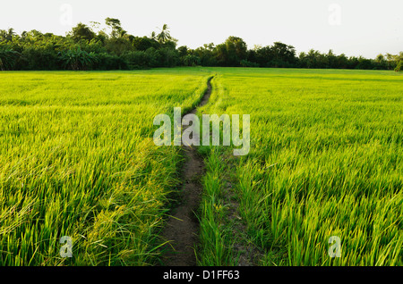 I campi di riso, Polonnaruwa, Sri Lanka, Asia Foto Stock