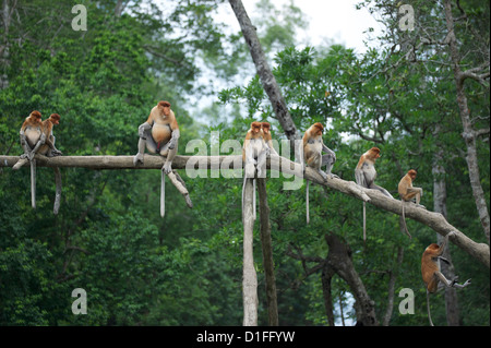 La foresta di mangrovie di semawang,labuk bay,proboscide monkey santuario Foto Stock