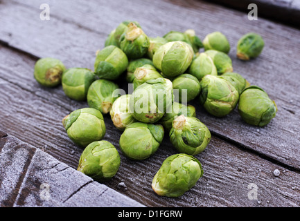 I germogli su un riparto in Middlesbrough, Cleveland, Regno Unito. Foto Stock