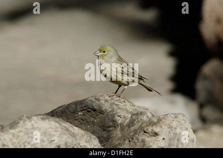 Atlantico (Canarie Serinus canaria) - maschio, Tenerife, Isole Canarie Foto Stock