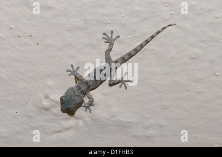 Oriente Canary Gecko (Tarentola angustimentalis), Fuerteventura, Isole Canarie Foto Stock