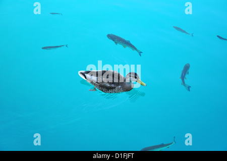 Nuoto di anatra e di pesci nel bellissimo lago turchese acqua Foto Stock