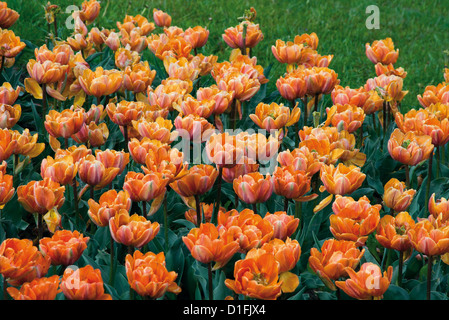 Giallo arancione wet tulipani sfondo floreale Foto Stock