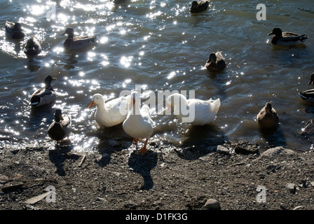 Selvaggio e le anatre domestiche nel Canale Erie. Foto Stock