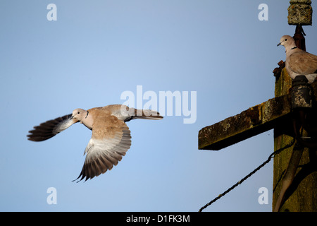 Colomba a collare, Streptopelia decaocto, singolo uccello in volo, Warwickshire, Dicembre 2012 Foto Stock