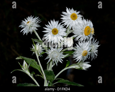 Fiori bianchi di margherite eterna, Xenochrysum bracteatum, fiori selvatici Australiano contro uno sfondo nero. Foto Stock