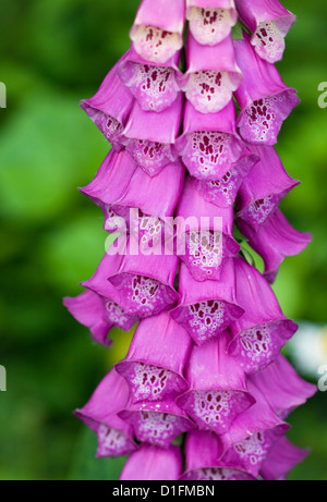 Bluebell fiore nel giardino estivo Foto Stock