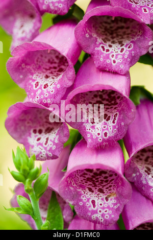 Bluebell fiore nel giardino estivo Foto Stock