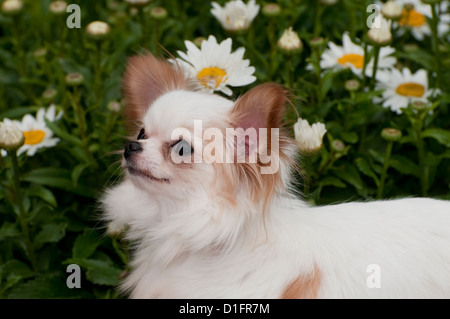 Chihuahua in fronte di fiori-Close up Foto Stock