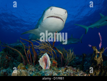 Tiger Shark nuoto su una conchiglia Foto Stock