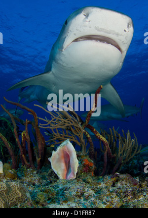 Tiger Shark nuoto su una conchiglia Foto Stock