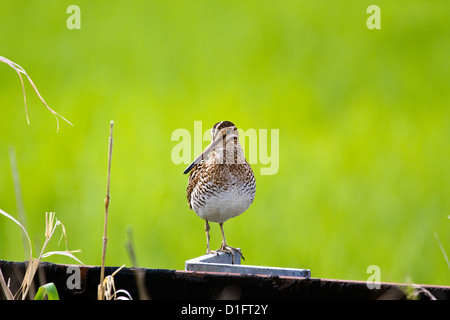 Gallinago delicata Foto Stock