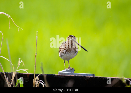 Gallinago delicata Foto Stock