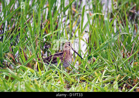 Gallinago delicata Foto Stock