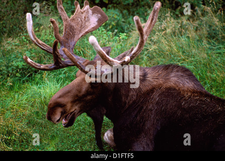 Bull Moose con corna giacente su erba e Regurgitating - North American animali selvatici Foto Stock