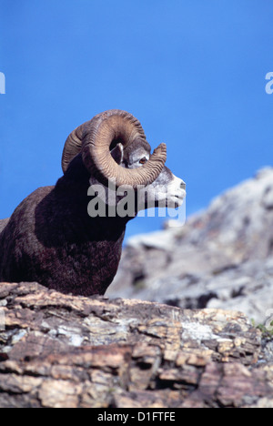Rocky Mountain Bighorn Ram (Ovis canadensis), il Parco Nazionale di Jasper, Canadian Rockies, Alberta Canada - North American Wild Foto Stock