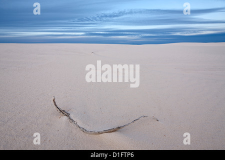Rametto sulle dune, White Sands National Monument, Nuovo Messico, Stati Uniti d'America, America del Nord Foto Stock