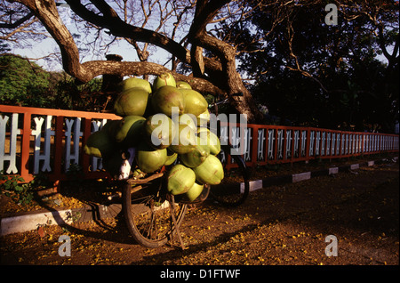 Pila di frutta verde di cocco caricata in bicicletta per il succo di acqua di cocco in Pondicherry o Puducherry enclave di Tamil Nadu India Foto Stock