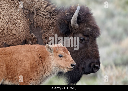 (Bison bison bison) vitello nella parte anteriore della sua madre, il Parco Nazionale di Yellowstone, Wyoming negli Stati Uniti d'America, America del Nord Foto Stock