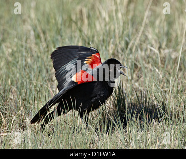 Maschio rosso-winged blackbird (Agelaius phoeniceus) Visualizzazione, Pawnee prateria nazionale, Colorado, Stati Uniti d'America Foto Stock