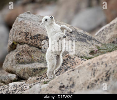 Capre di montagna (Oreamnos americanus) kid jumping, Mount Evans, Arapaho-Roosevelt National Forest, Colorado, STATI UNITI D'AMERICA Foto Stock