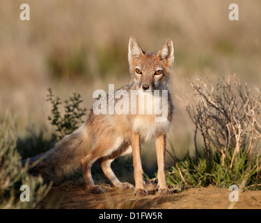 Swift volpe (Vulpes vulpes velox), Pawnee prateria nazionale, Colorado, Stati Uniti d'America, America del Nord Foto Stock