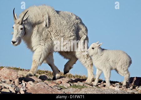 Capre di montagna (Oreamnos americanus) nanny e kid, Mount Evans, Arapaho-Roosevelt National Forest, Colorado, STATI UNITI D'AMERICA Foto Stock