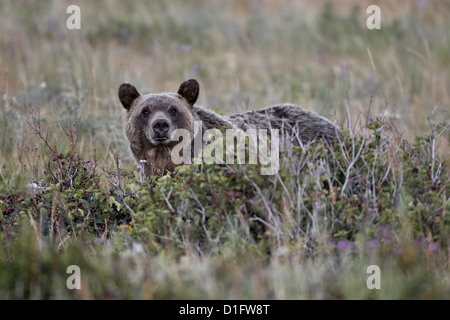 Orso grizzly (Ursus arctos horribilis), il Parco Nazionale di Glacier, Montana, Stati Uniti d'America, America del Nord Foto Stock