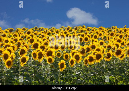 Girasole in Toscana, Italia, Europa Foto Stock