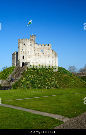 Norman mantenere e narcisi, Castello di Cardiff, Cardiff, Souuth Wales, Regno Unito. Foto Stock