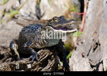 Il coccodrillo americano (Alligator mississippiensis), Everglades, Florida, Stati Uniti d'America, America del Nord Foto Stock