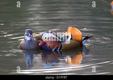 Anatra di mandarino coppia (Aix galericulata), maschio e femmina, Londra, Regno Unito, inverno Foto Stock