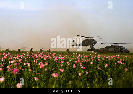 Con i campi di papavero in primo piano, noi le forze speciali ai membri del team di bordo di due UH-60 Blackhawk elicotteri a seguito di una operazione di compensazione nel distretto di Panjwai, Aprile 25, 2011 in provincia di Kandahar, Afghanistan. Il funzionamento, guidato da commandos afgano ha provocato il distacco dei talebani materiale di propaganda e di tre sospetti ribelli detenuti. Foto Stock