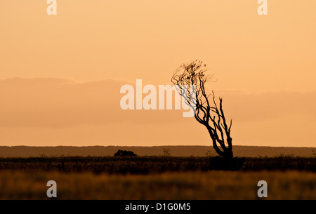 Singolo battente morente albero, stagliano contro il cielo di sera. Foto Stock